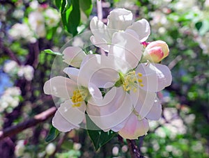 Tender pink apple flowers in public park