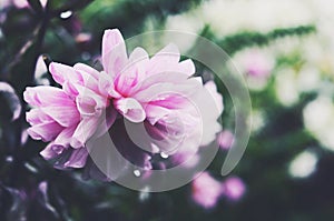 Tender pink dahlia on green background after the rain