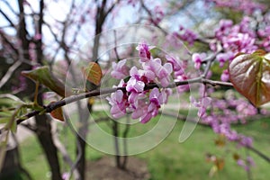 Tender pink flowers of Cercis canadensis