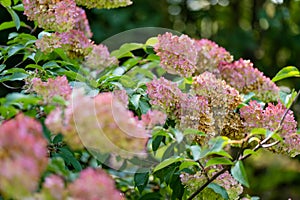 Tender pink flowers of hydrangea arborescens, backlit by the low evening sun in summer. Hortensia flowering in summer garden