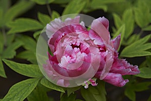 Tender pink japanese peony with raindrops.