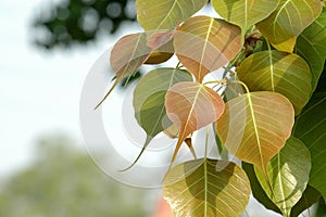 Tender pink leaves