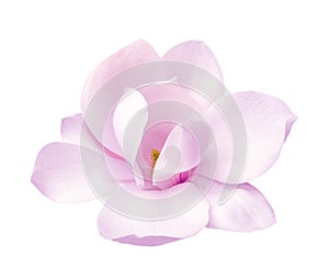 Tender pink magnolia flower isolated