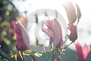 Tender pink magnolia flower in a sping garden. Spring time, weather and flowers. Close up of pink magnolia blossoms