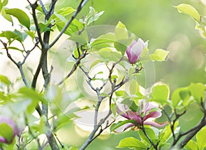 Tender pink magnolia flowers with green leaves in the garden under sunlights. Magnolia trees in the park. Spring, nature