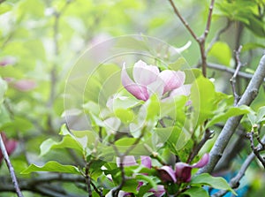 Tender pink magnolia flowers with green leaves in the garden under sunlights. Magnolia trees in the park. Spring, nature