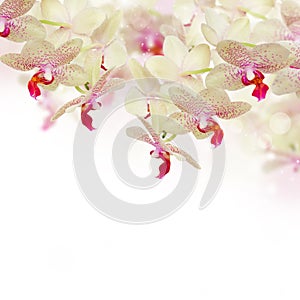Tender pink orchid flowers with butterflies