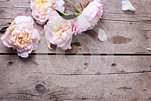 Tender pink peonies flowers on aged wooden background.