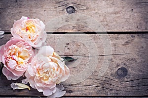 Tender pink peonies flowers on aged wooden background. Flat lay.