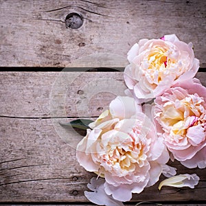 Tender pink peonies flowers on aged wooden background. Flat lay.