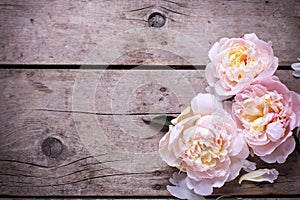 Tender pink peonies flowers on aged wooden background. Flat lay.