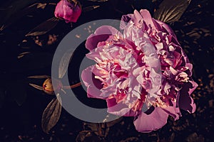 Tender pink peony flower close up in bloom. Floral background. Green thumb concept. Home gardening. Botanical garden. Blossom bud