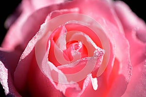 Tender pink rose covered with dew drops in a morning garden