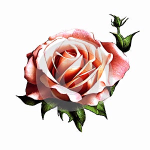 Tender pink rose flower isolated on white, vintage botanical illustration beautiful rose