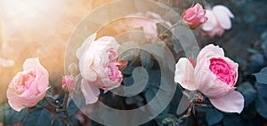 Tender pink rose in the garden against a background of dark leaves, toned effect.