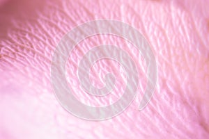 Tender pink rose petal texture. Macro photo of natural rose petal texture background