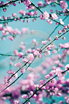 Tender pink sakura background photo