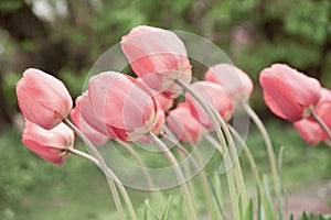 Tender pink tulips bent down. Magical flowers. Dew drops run down the petals