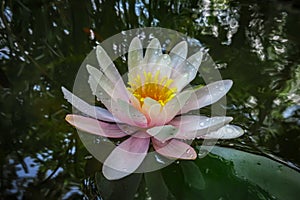 Tender pink water lily or lotus flower with delicate petals is reflected in a black pond. Nymphaea Marliacea Rosea. Nature concept