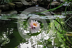 Tender pink water lily or lotus flower reflected in a black pond. Nymphaea Marliacea Rosea.