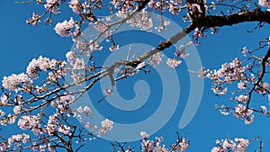 Tender pink and white cherry tree petals swing in the light wind against clear blue sky