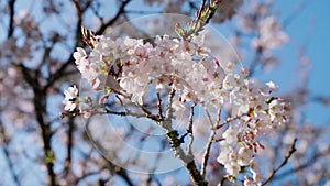 Tender pink and white cherry tree petals swing in the light wind against clear blue sky