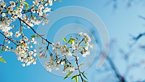 Tender pink and white cherry tree petals swing in the light wind against clear blue sky