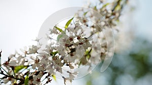 Tender pink and white cherry tree petals swing in the light wind against clear blue sky