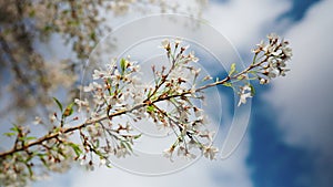 Tender pink and white cherry tree petals swing in the light wind against clear blue sky