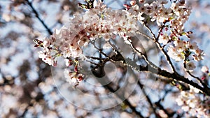 Tender pink and white cherry tree petals swing in the light wind against clear blue sky