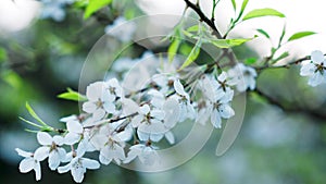 Tender pink and white cherry tree petals swing in the light wind against clear blue sky