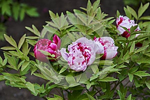 Tender pink and white japanese peonies with raindrops.v