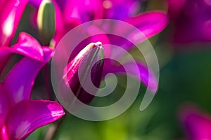 Tender purple lily flower growing in the garden