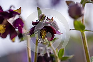 Tender purple pink white aquilegia bells flowers on the sunny weather