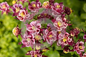 Tender purple pink white aquilegia bells flowers on the sunny weather