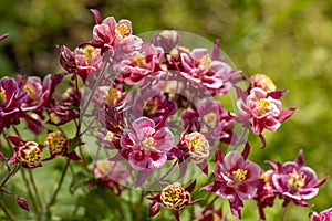 Tender purple pink white aquilegia bells flowers on the sunny weather