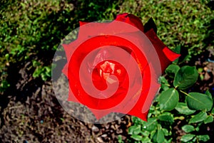 Tender red rose on a background of green leaves. Background with flowers