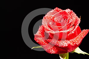 Tender red rose with raindrops isolated over black background