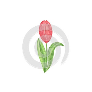 A tender red tulip flower, hand drawn watercolor illustration on the white background, a single object, simple ornament for