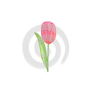 A tender red tulip flower, hand drawn watercolor illustration on the white background, a single object, simple ornament