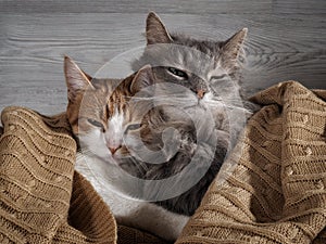 The tender relationship the two cats. The concept of love, the comfort of home