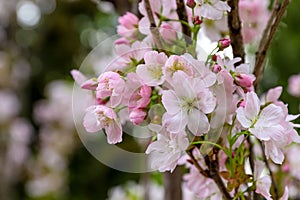 Tender rose blooming cherry tree, spring floral wallpaper, new life concept