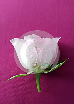 Tender rose over pink background. Beautiful soft flower.