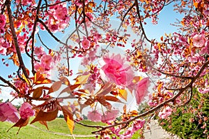 Tender sakura flowers in the park