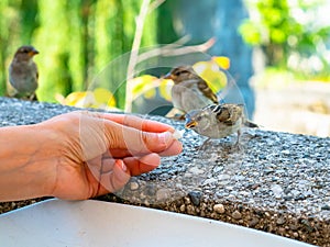 Tender scene, of a small bird, which takes food, a bread crumb, from the hand of a woman with love