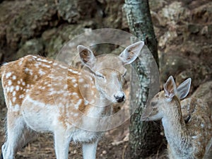 Tender scene of two young Cervus dama deer