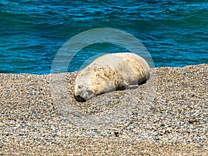 Elephant seal resting on the beach photo