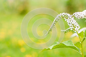 Tender and smooth white flowers in the garden on the green blurred background ant the copy space for the text. Spring or