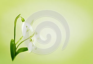 Tender snowdrops