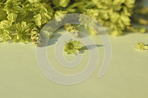 Background with spring maple flowers.